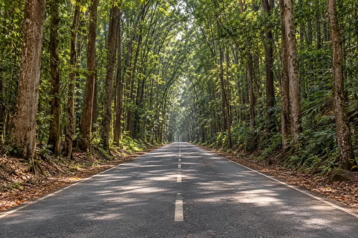 The road through the Bilar man-made mahogany forest, Bohol