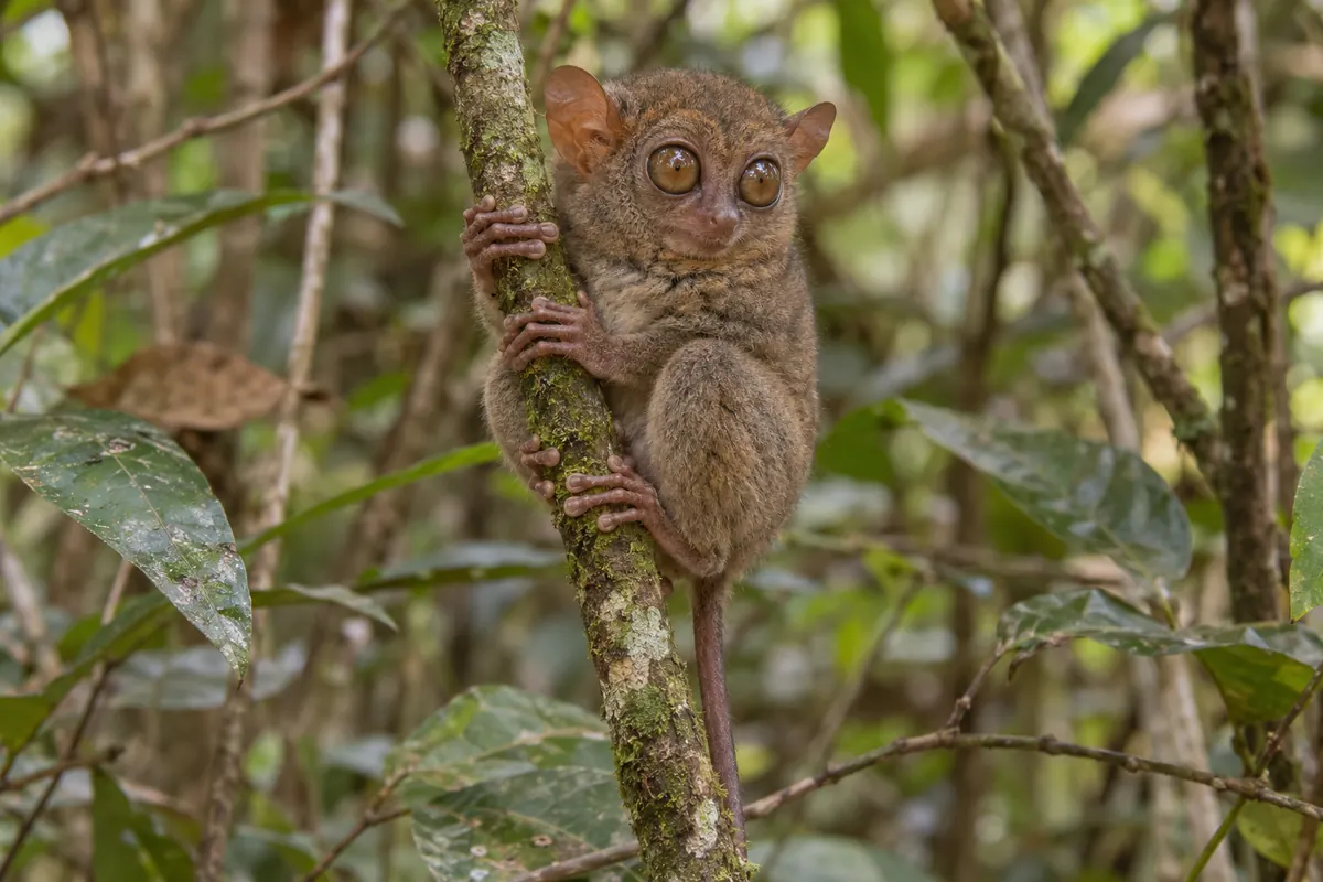 A Philippine tarsier holding a branch in the Bohol forest